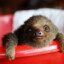 Just some random sloth