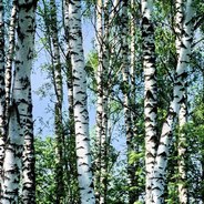 Birch