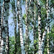 Birch