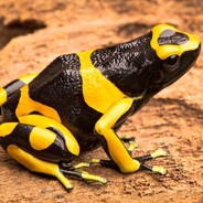 bumblefrog avatar