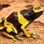 bumblefrog