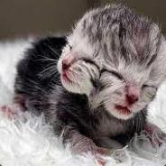 CatWith2heads