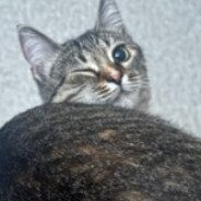 miau