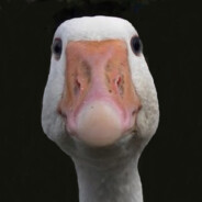 Гусь Игнат FAIL