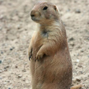 半只土拨鼠