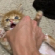 Diply