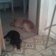 ARRIBA LAS MANOS LLEVO PIPA2