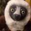 Zoboomafoo