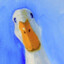 Gooseonanoose