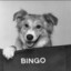 B1NGO ❀
