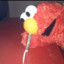 ELMO