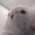 rat