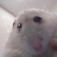 rat