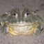 African Bullfrog