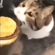 小猫你可以吃芝士汉堡