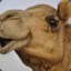 camel