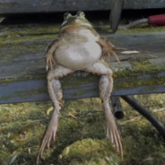 phrog