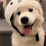 奶油芝士顿海豹