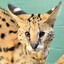 cat the serval