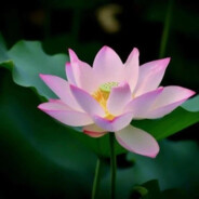 怎么说呢很难评