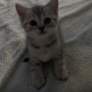 nev