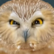 Хитрая Сова
