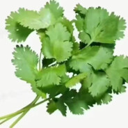 coriander