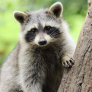 Raccoon