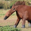 Stuttering Stallion