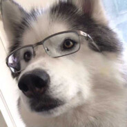 斯文败类的二哈