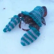 winter crab
