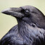 Corvus