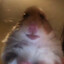 Hamter