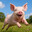 FrolickingPiggy