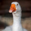 goose229