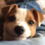dogee