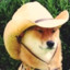 Wot in Tarnation