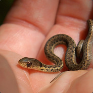 smallest snek