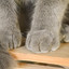 лапка кота