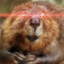 Red[Beaver]