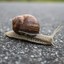 CivilSnail