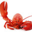 Iraq Lobster