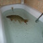 carp