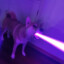 Laser Shib