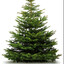 GreatFirTree