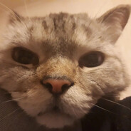 StimO