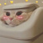 SolCatOwO