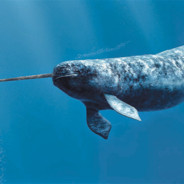 Da_Narwhal69