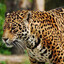 Jaguar peek