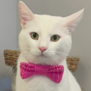 KittyCat avatar